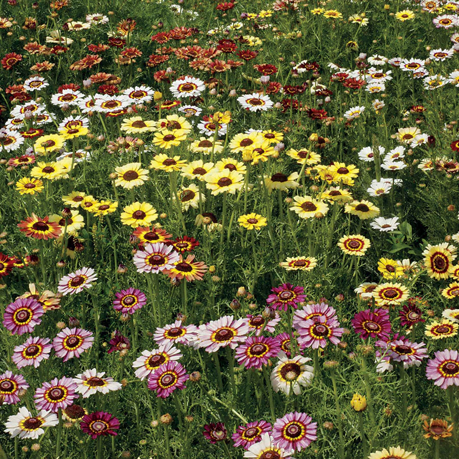 Painted Mix Daisy - Image 6