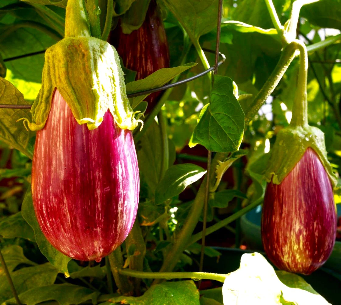 Pandora Striped Rose Eggplant - Image 2