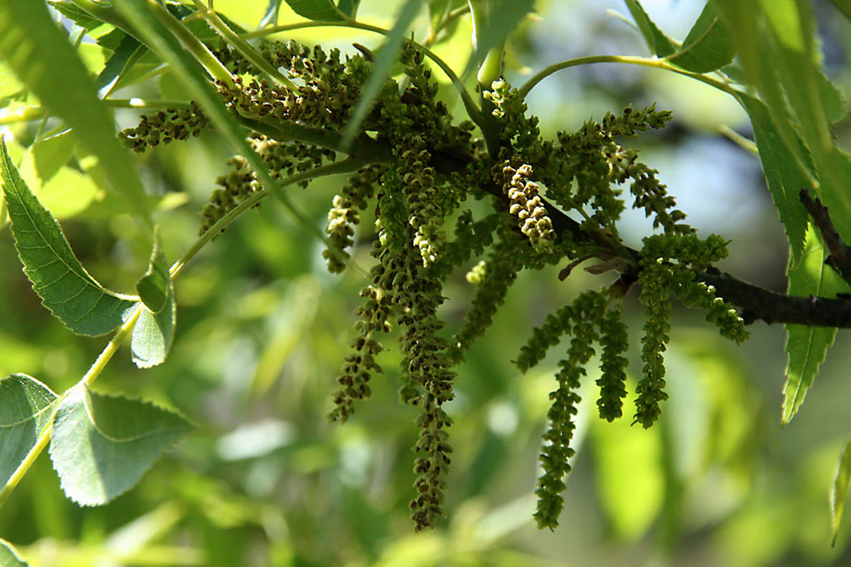 Pecan Tree - Image 7