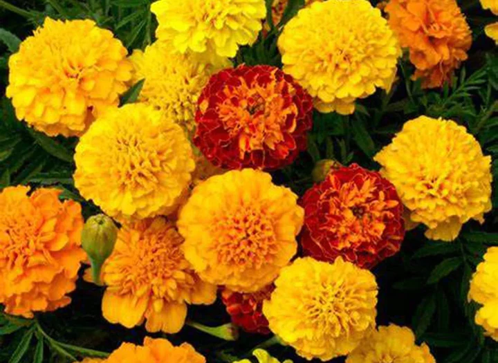 Petite Mix French Marigold - Image 7