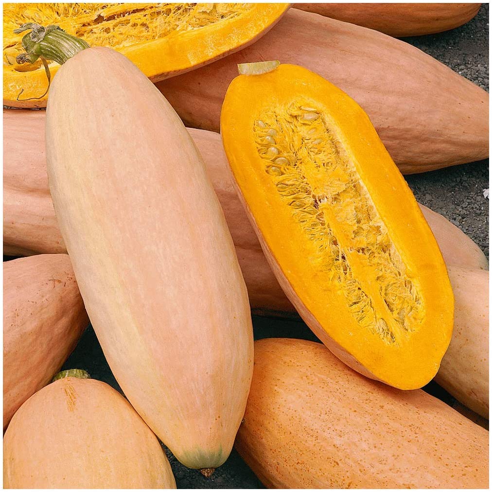 Jumbo Pink Banana Squash - Image 3