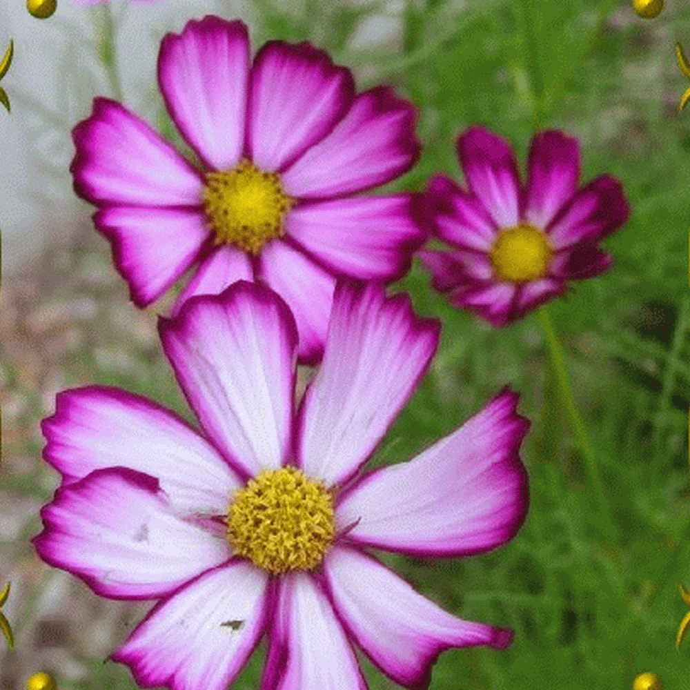 Candy Stripe Cosmos - Image 5