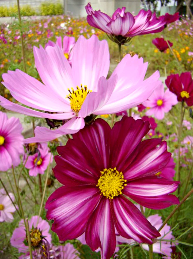 Candy Stripe Cosmos - Image 7