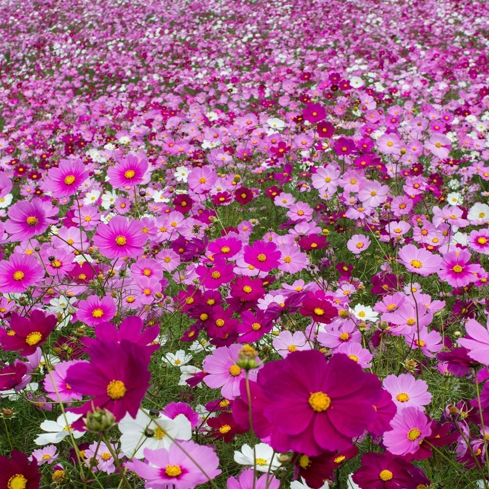 Candy Stripe Cosmos - Image 9