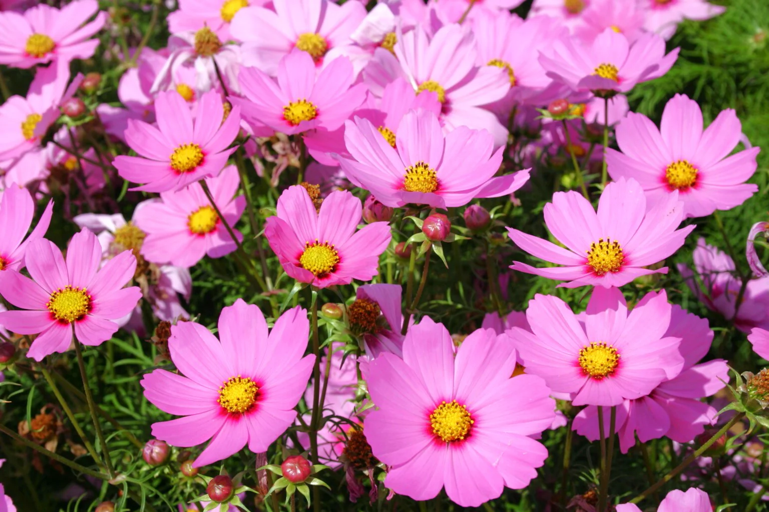 Pink Early Summer Cosmos (Dwarf) - Image 7