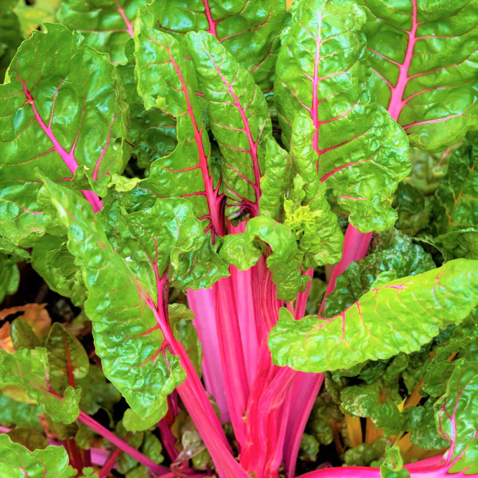 Pink Lipstick Swiss Chard