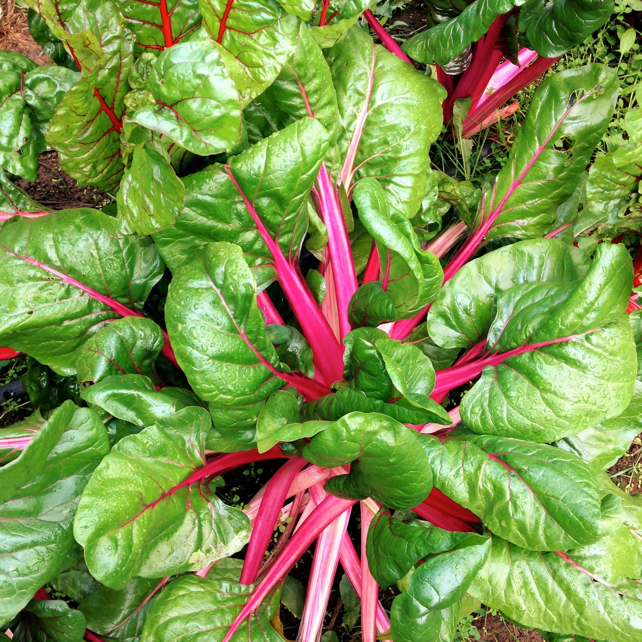 Pink Lipstick Swiss Chard - Image 2