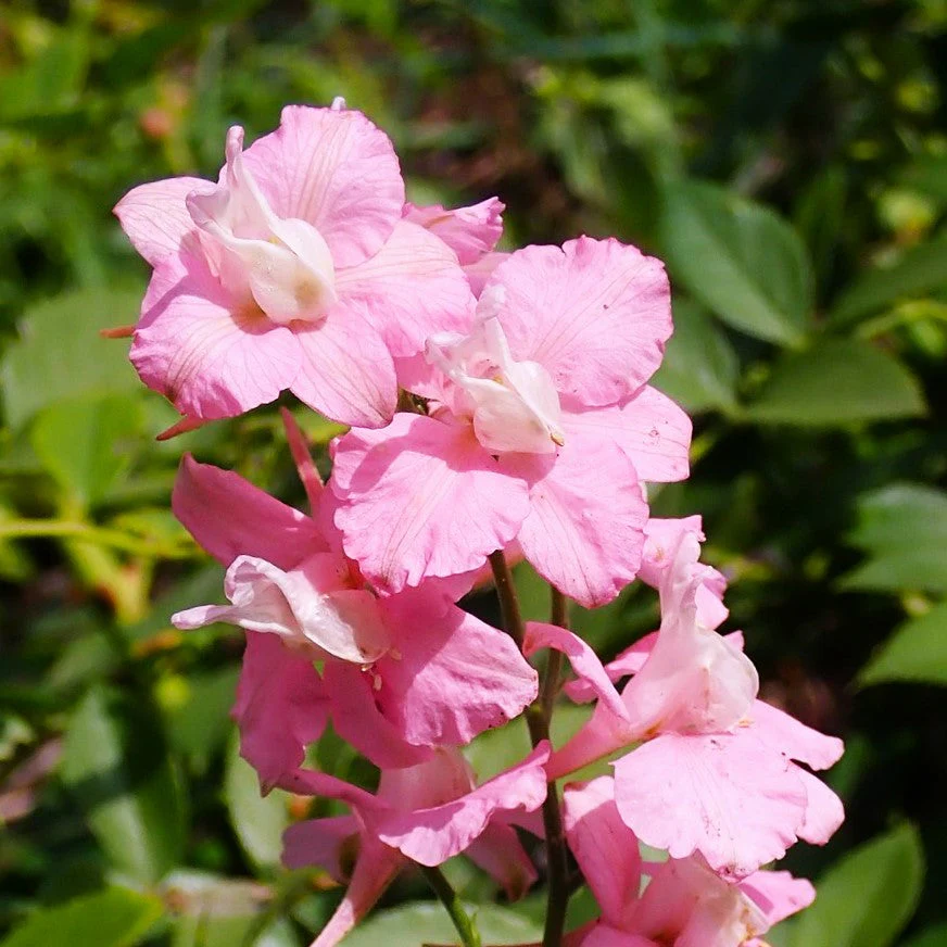 Pink Queen Rocket Larkspur - Image 8