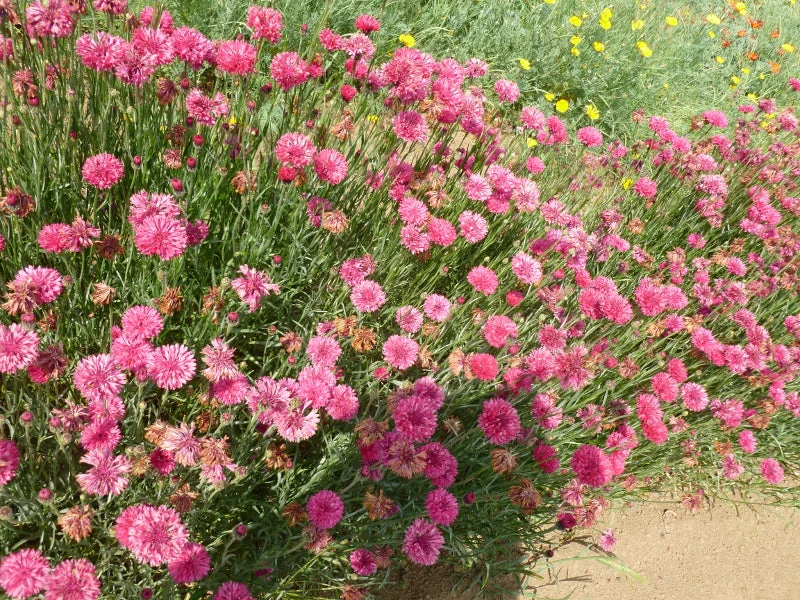 Pink Tall Bachelor Button - Image 6