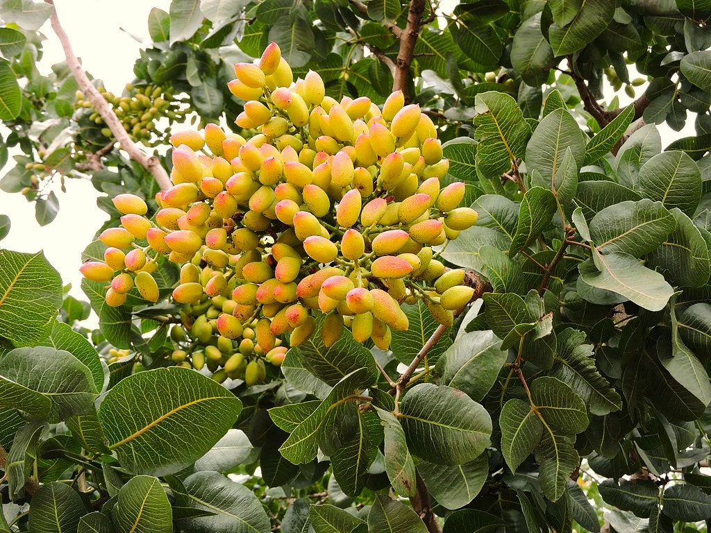 Pistachio Tree - Image 3