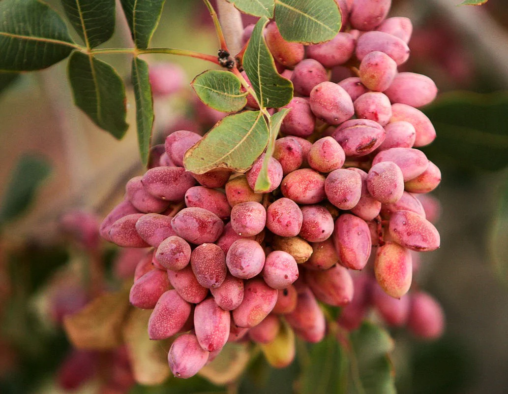Pistachio Tree - Image 6