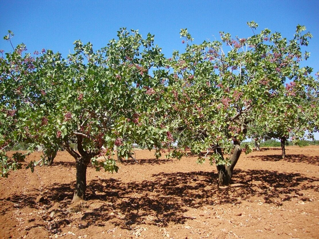 Pistachio Tree - Image 8