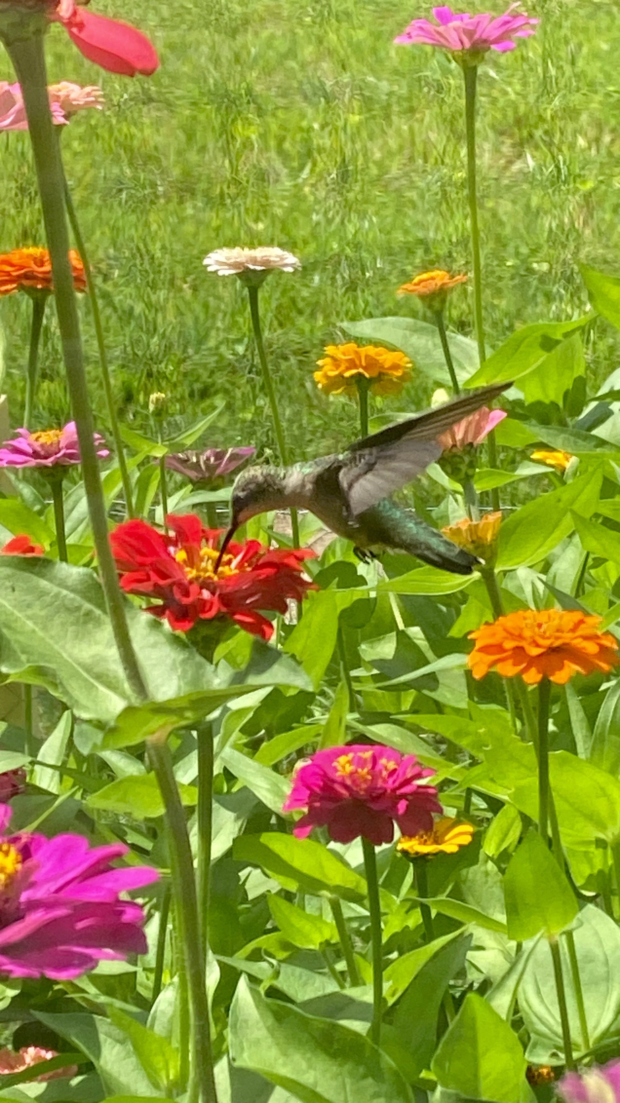 Pumila Mix "Pom Pom" Zinnia - Image 3