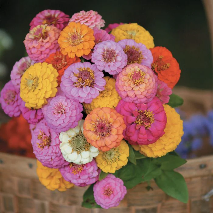 Pumila Mix "Pom Pom" Zinnia - Image 4