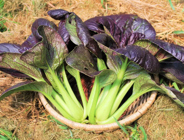 Purple Lady Bok Choy - Image 5