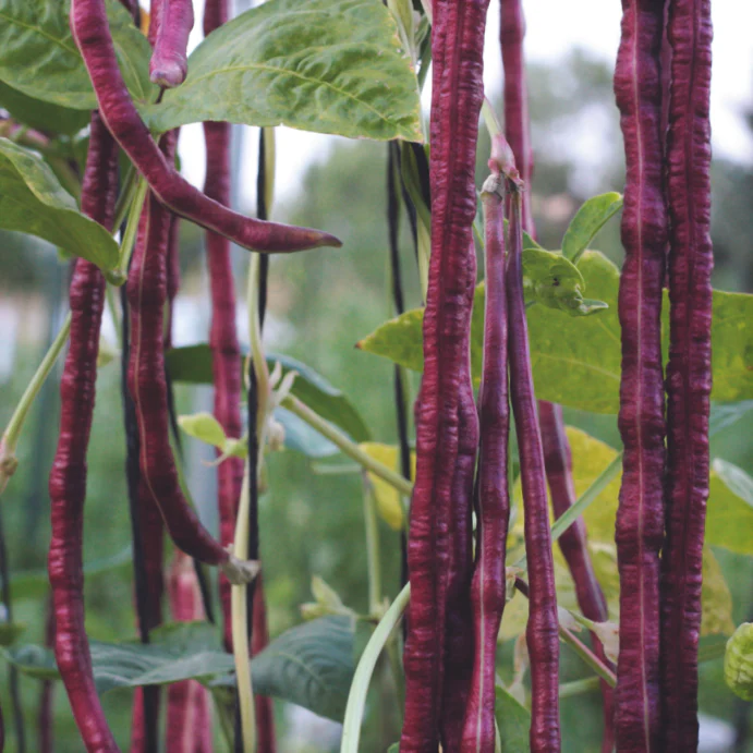 Purple Mart Yard Long Bean - Image 2