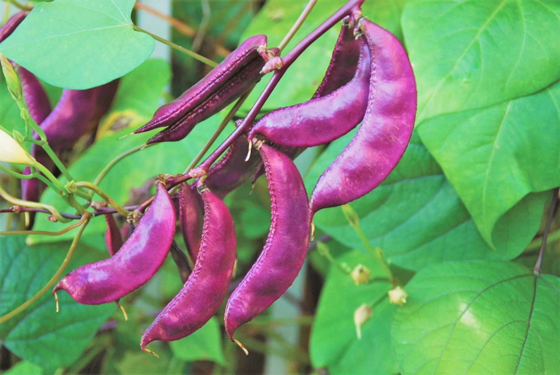 Purple Moon Hyacinth Bean (Pole) - Image 10