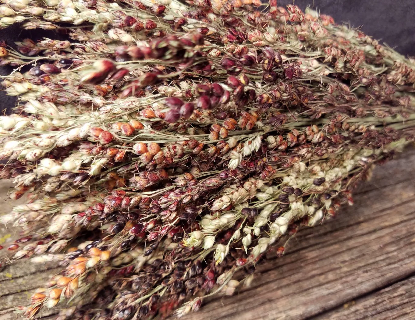 Rainbow Colors Broom Corn - Image 7