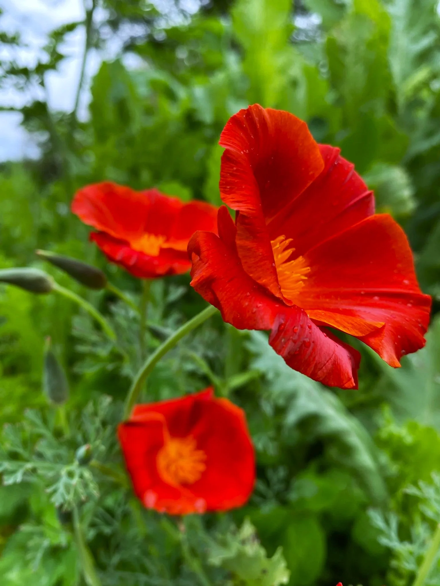 Red Chief California Poppy - Image 4