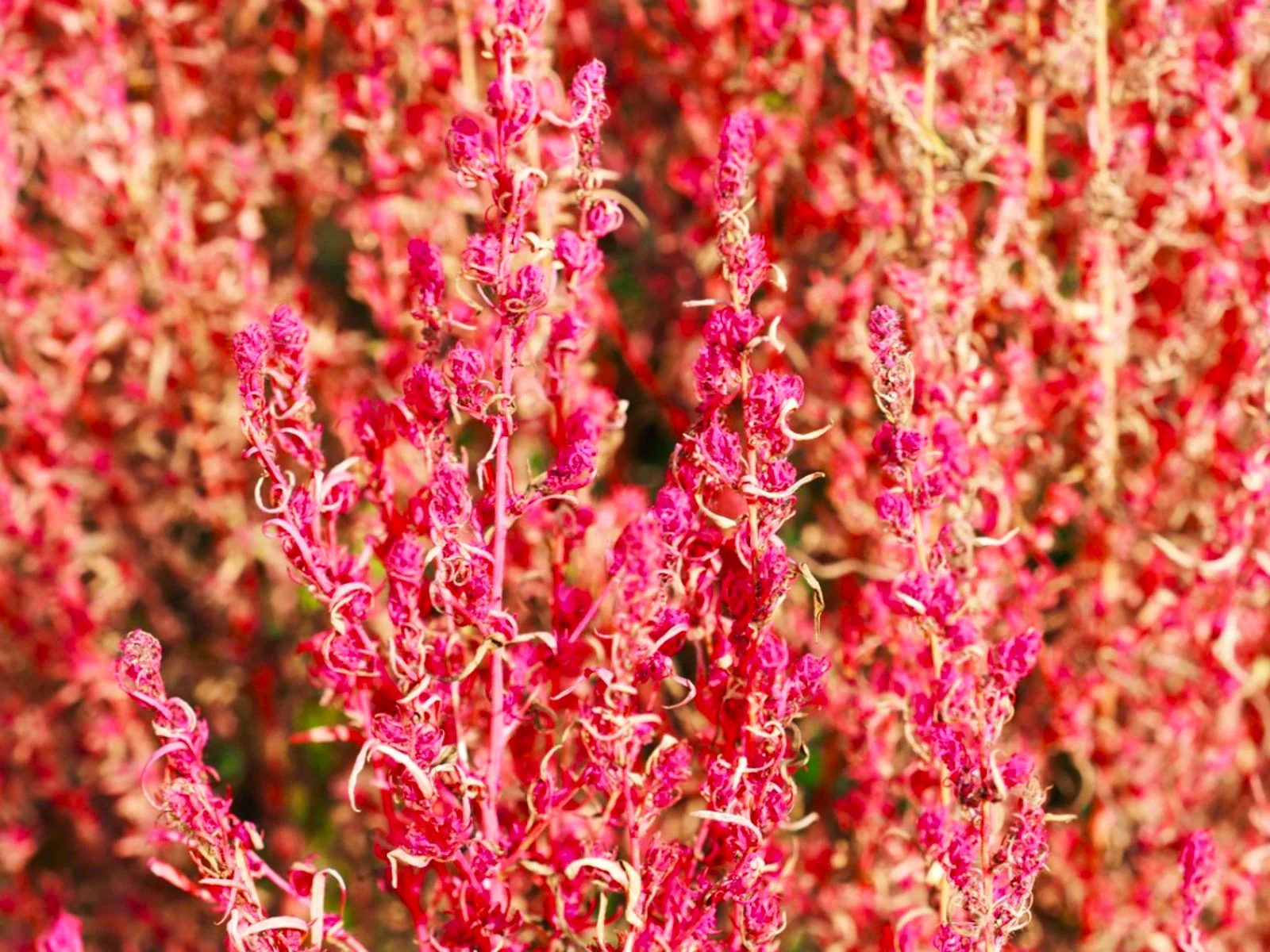 Red Cypress Burning Bush - Image 9