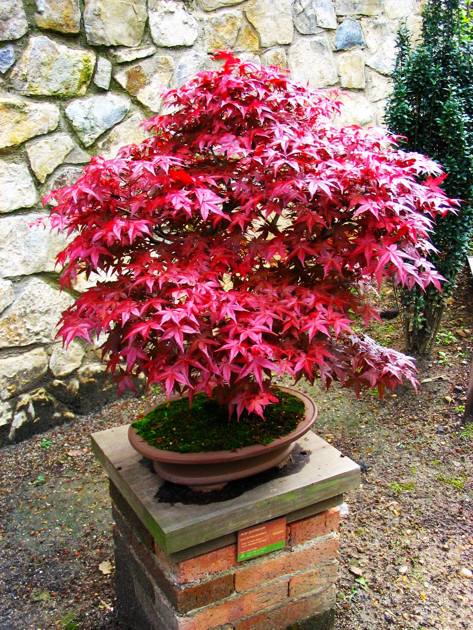Red Japanese Maple Tree (Bloodleaf) - Image 5