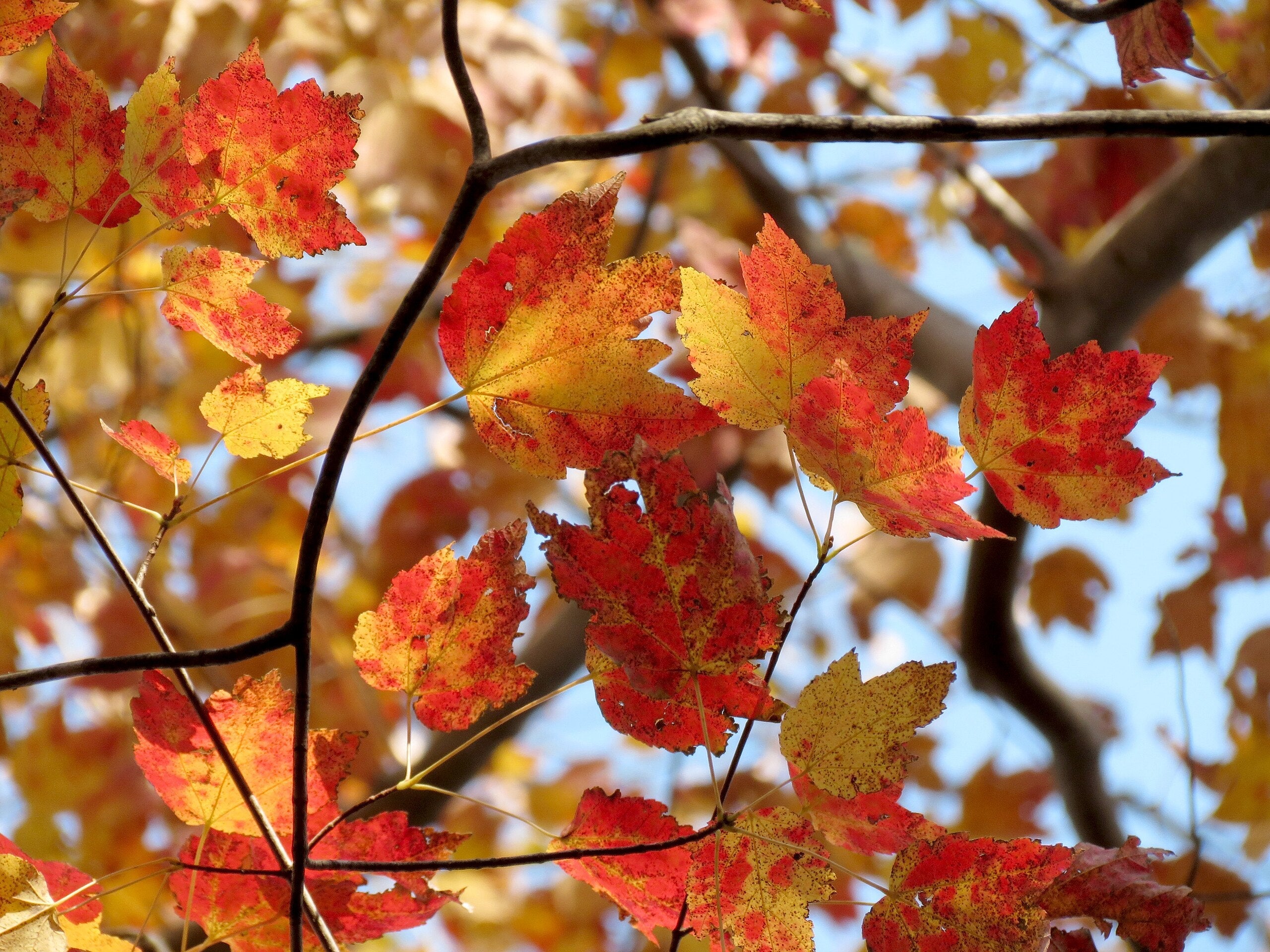 Red Maple Tree - Image 7