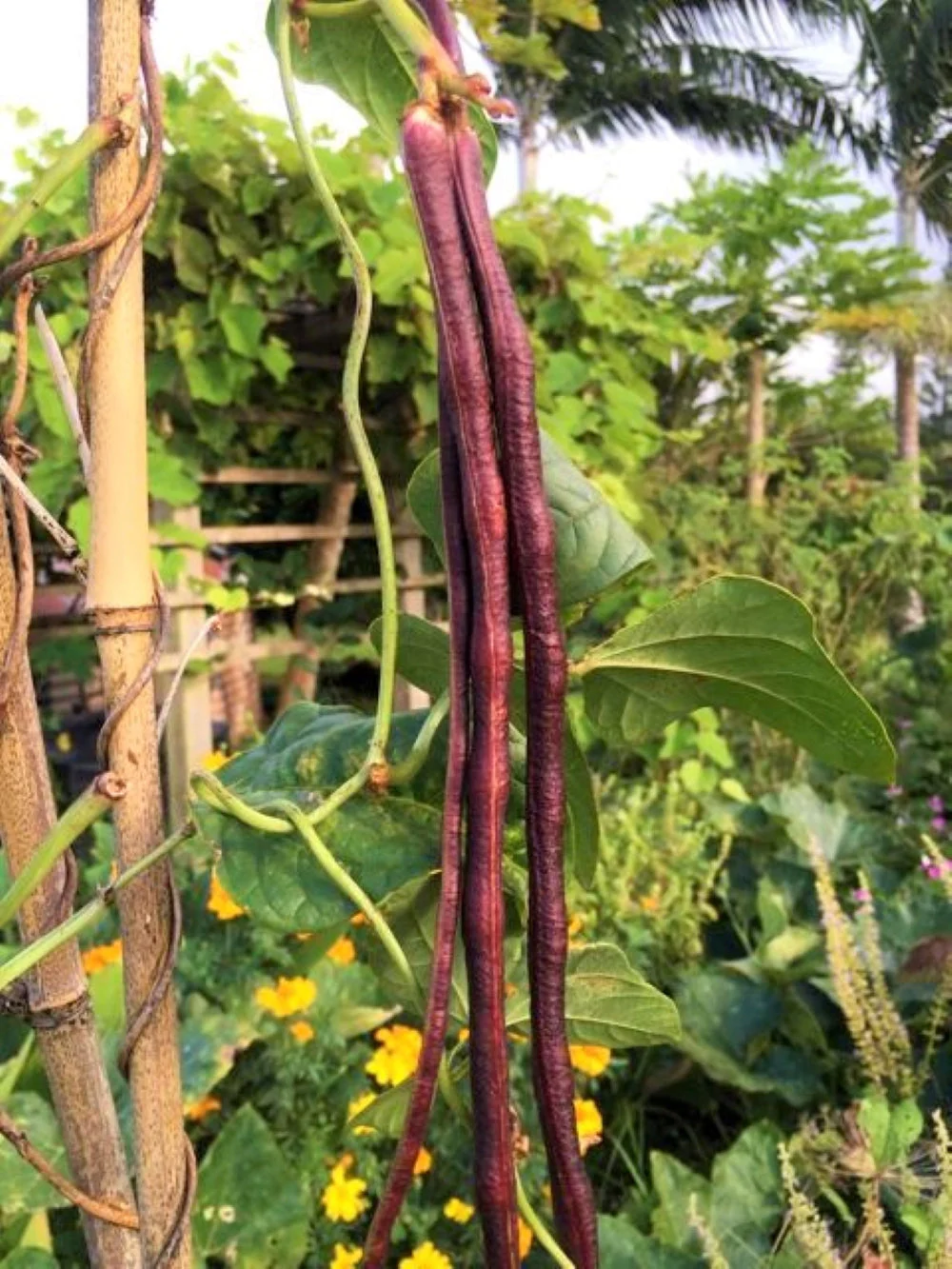 Red Noodle Yard Long Bean - Image 4
