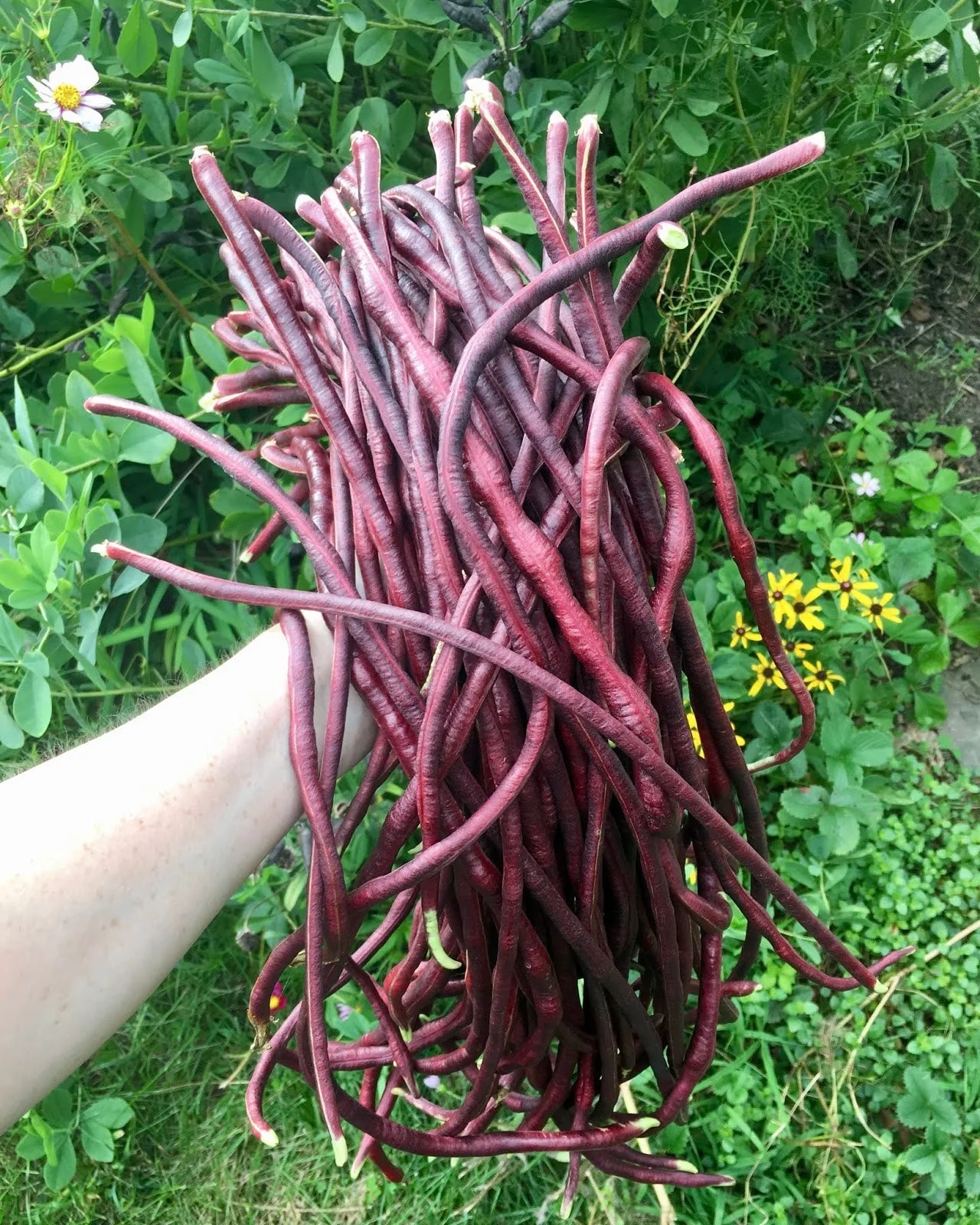 Red Noodle Yard Long Bean - Image 5