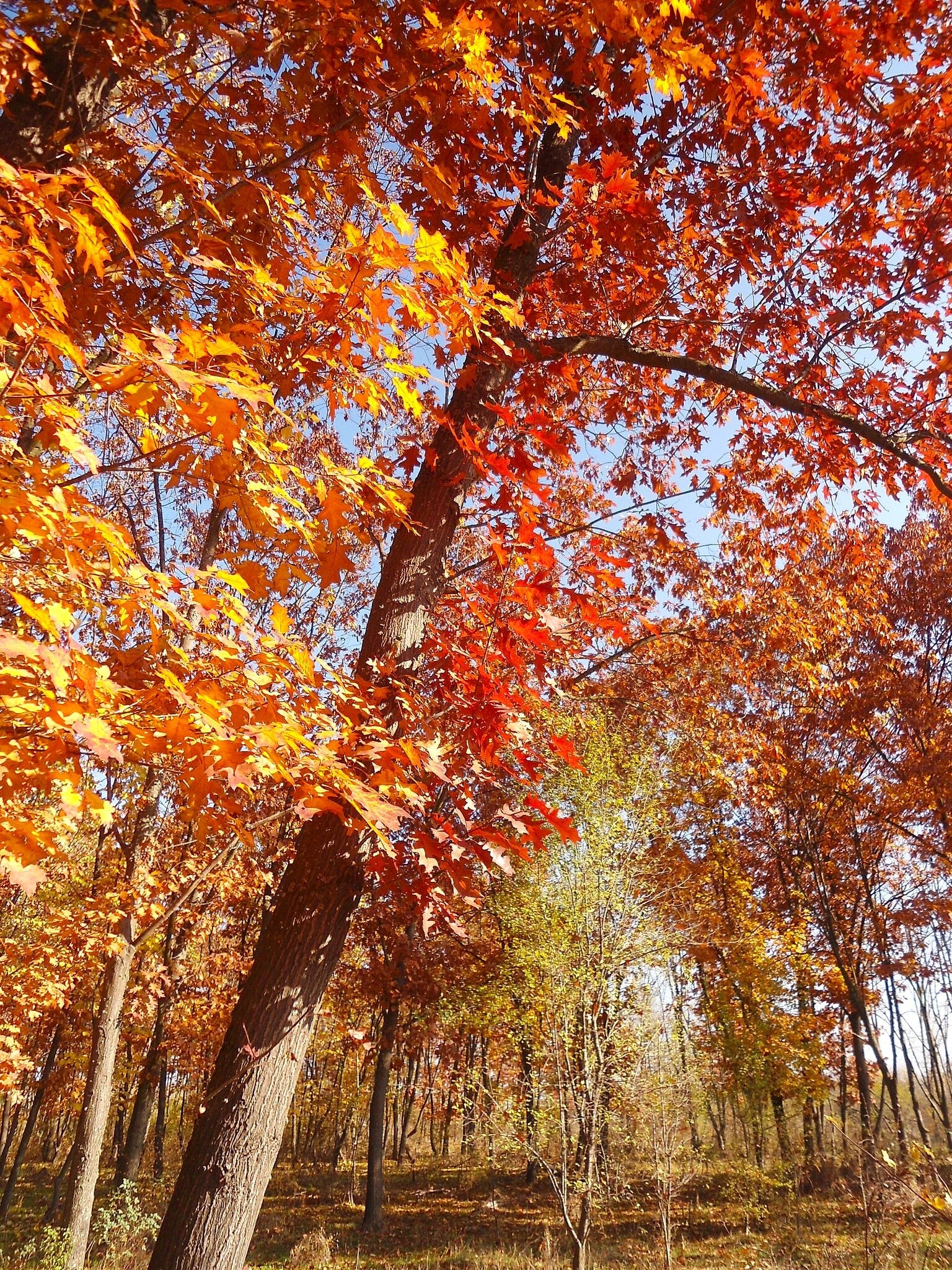 Red Oak Tree - Image 5
