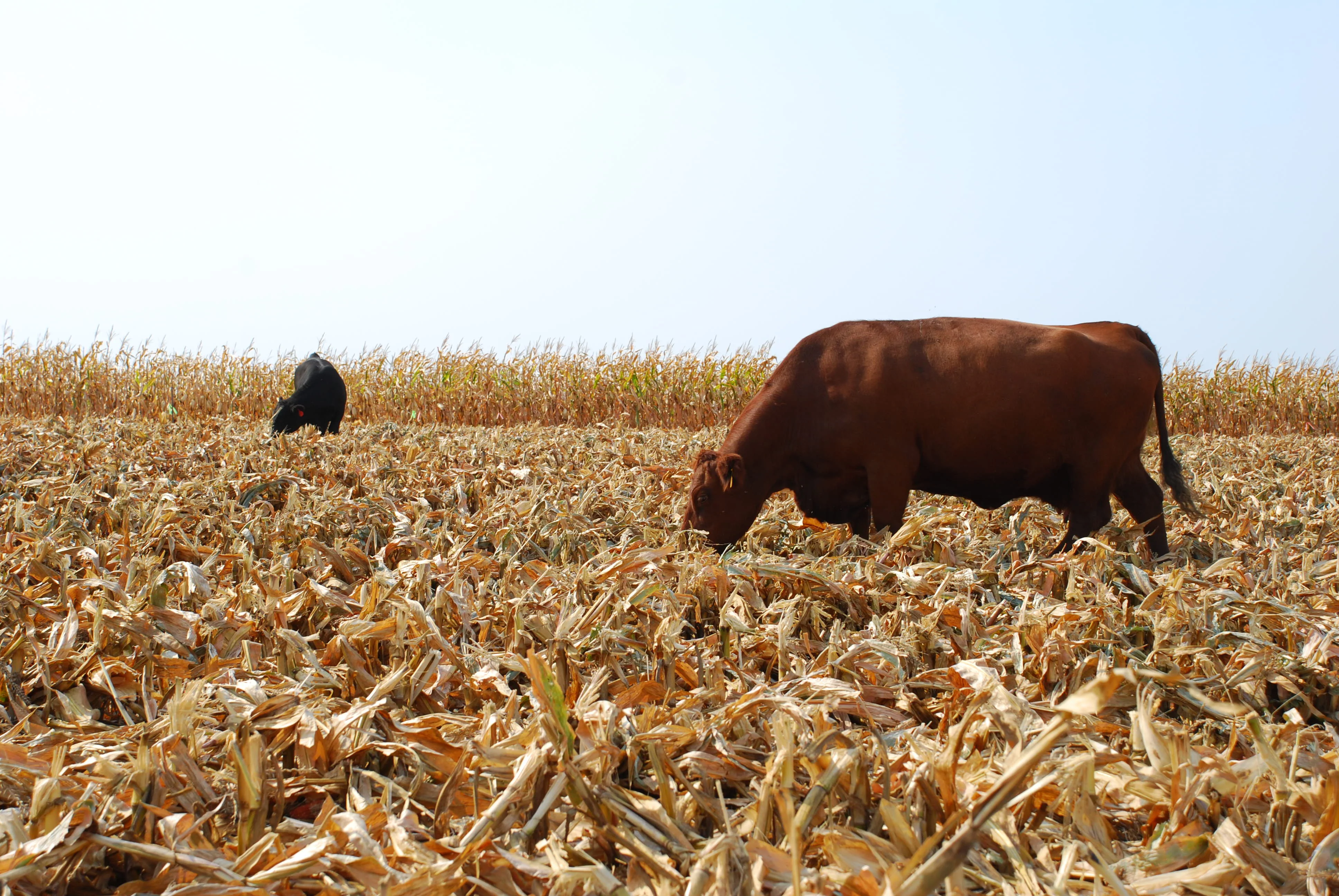 Reid's Yellow Dent Corn - Image 6