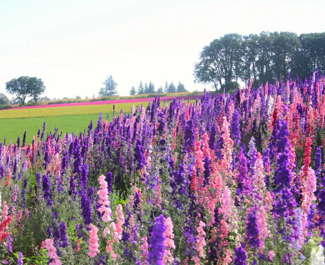 Rocket Mix Larkspur - Image 3
