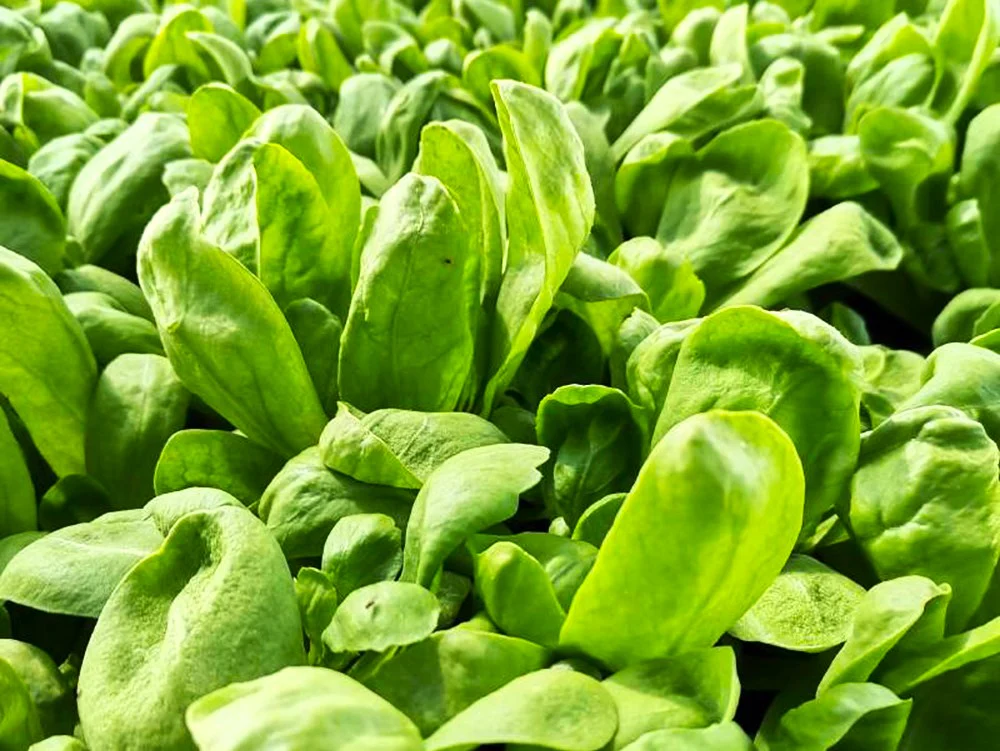 Round Leaf Chrysanthemum Greens - Image 6