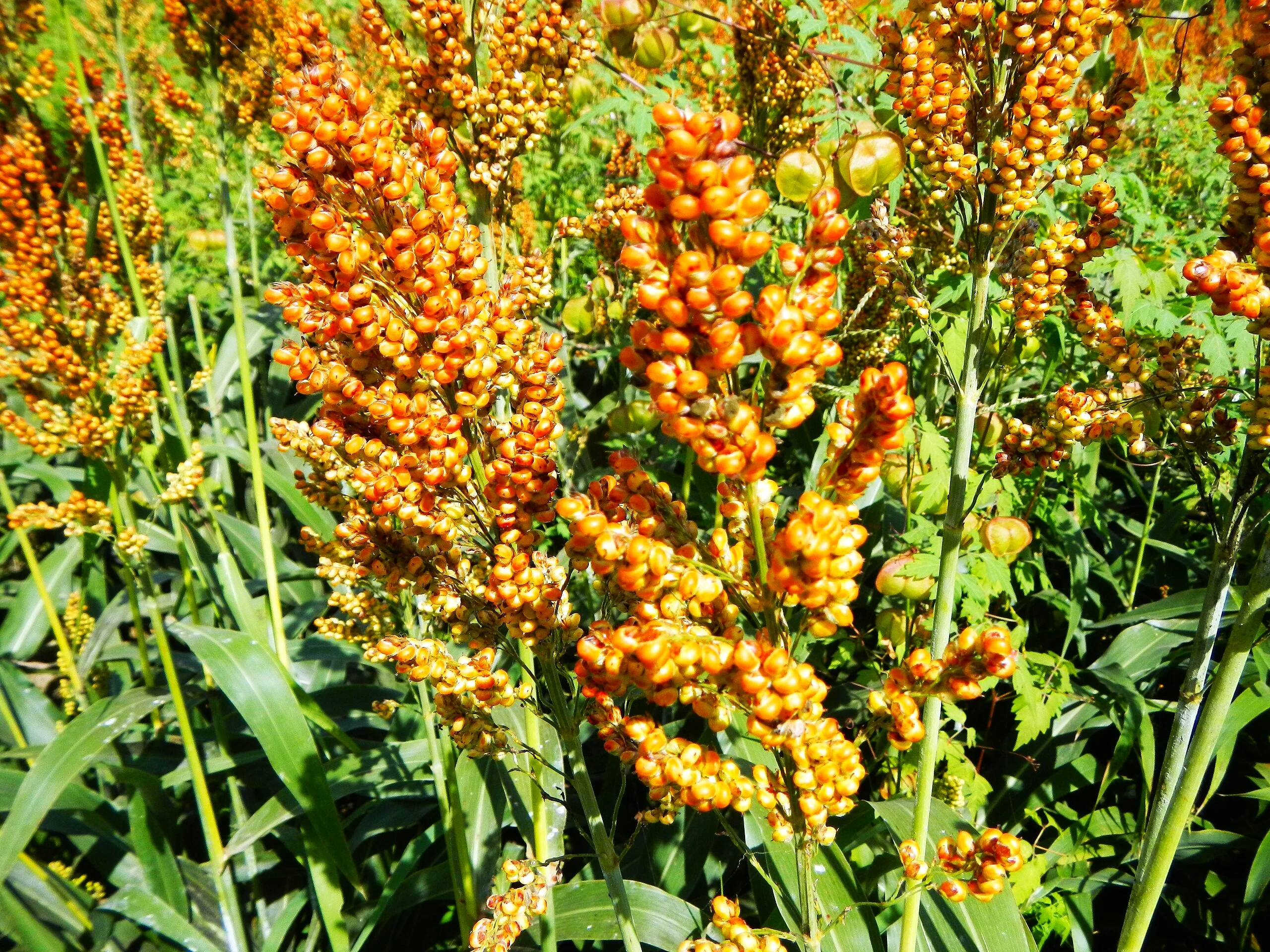 Rox Orange Syrup Cane Sorghum - Image 4