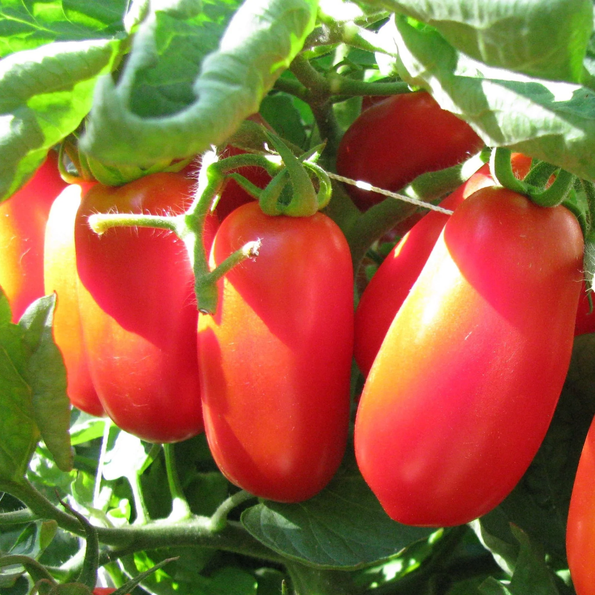 San Marzano Tomato