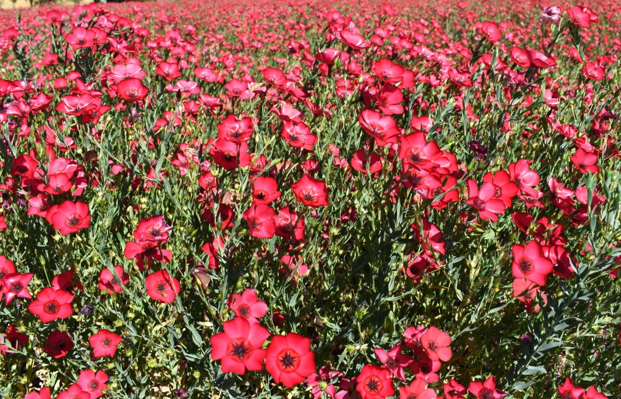 Scarlet Flax - Image 2