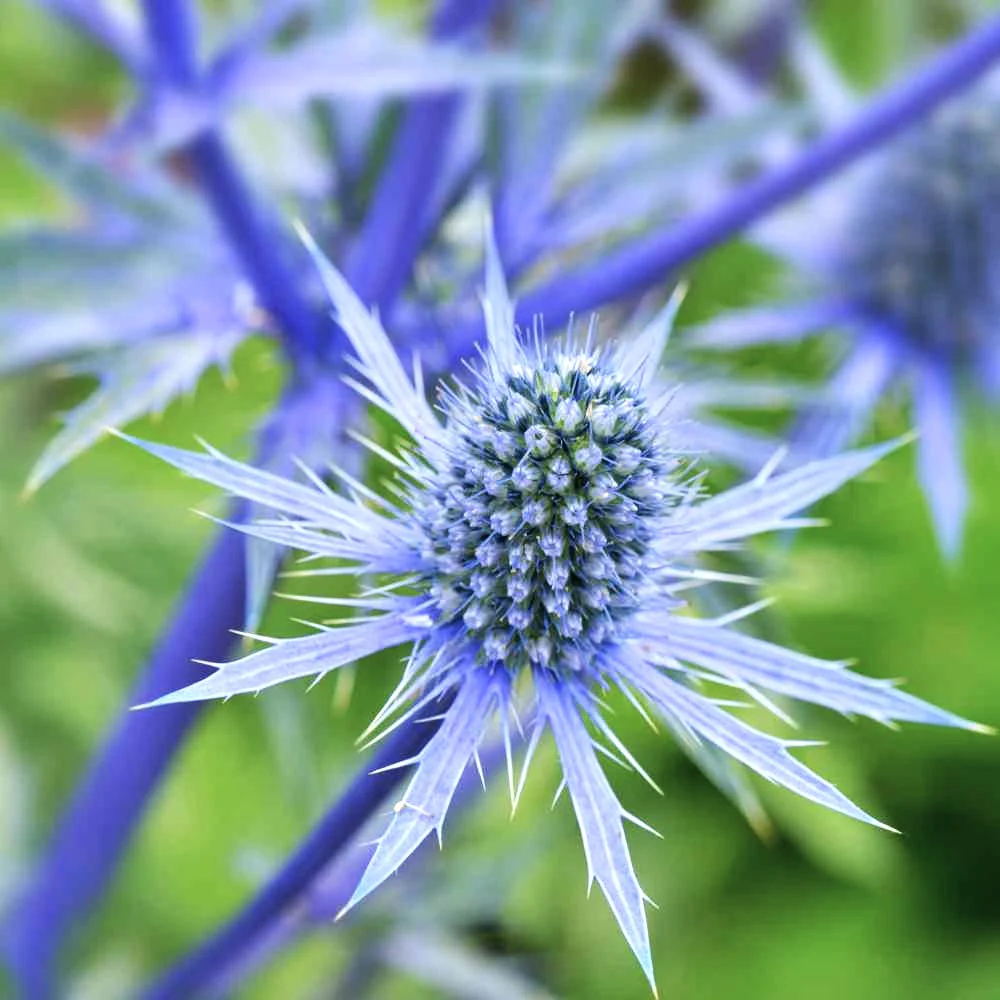 Sea Holly - Image 5
