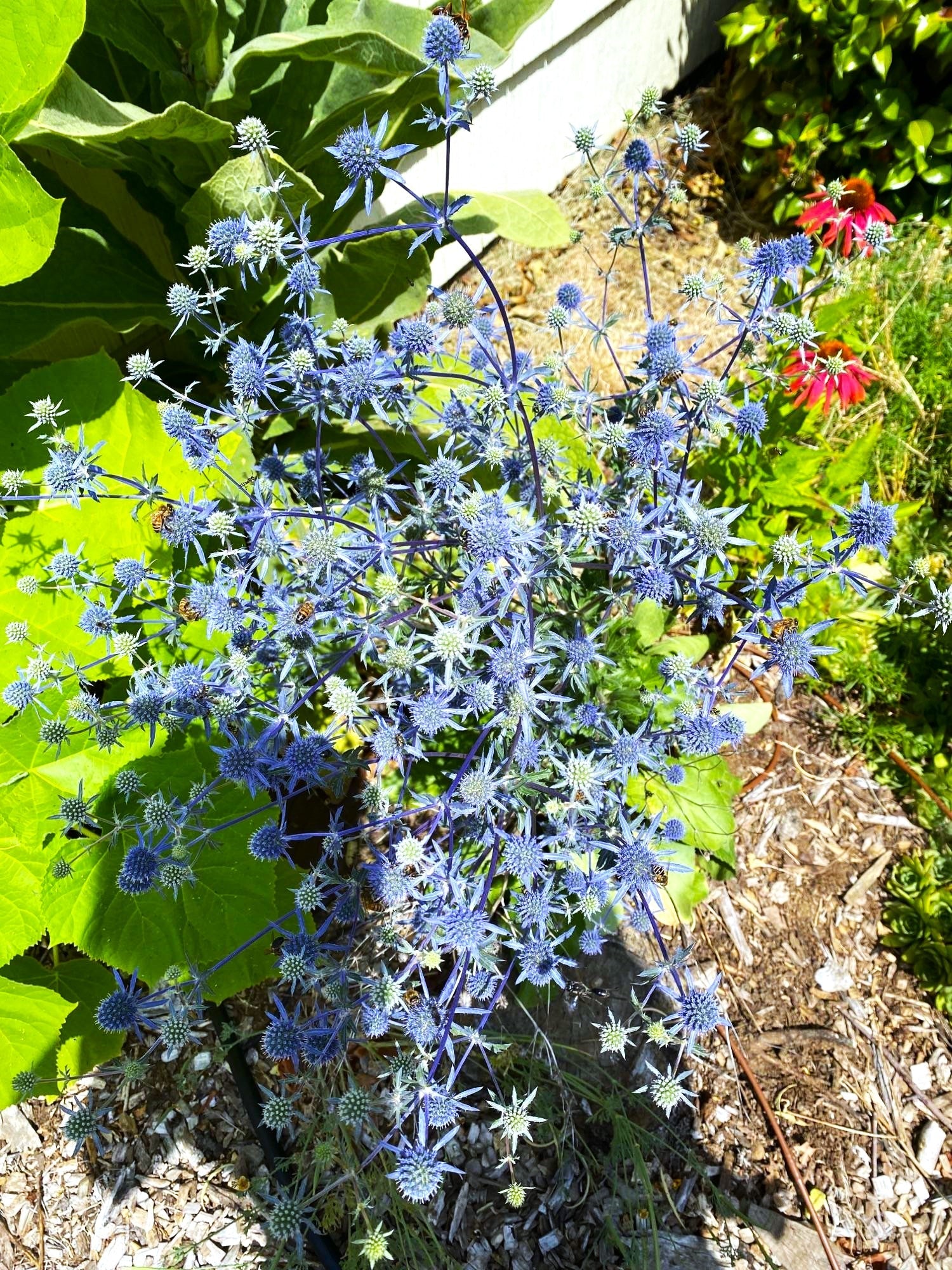 Sea Holly - Image 6