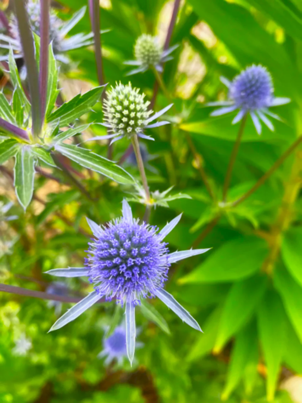 Sea Holly - Image 9