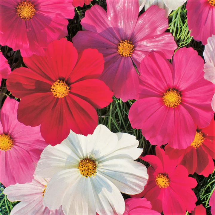Sensation Mix Cosmos