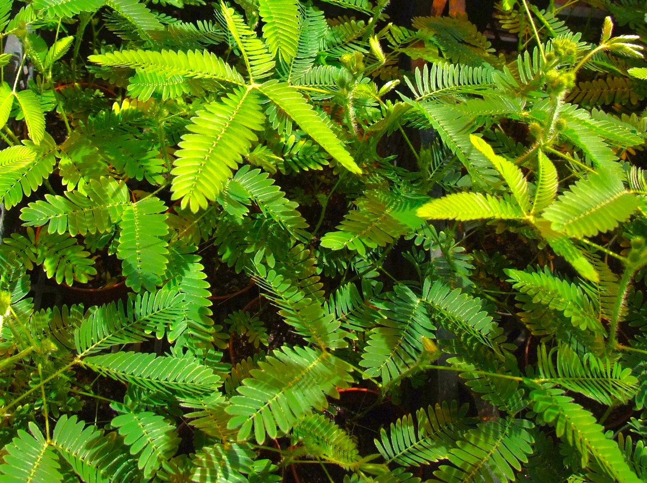 Sensitive Plant (Shameplant) - Image 9