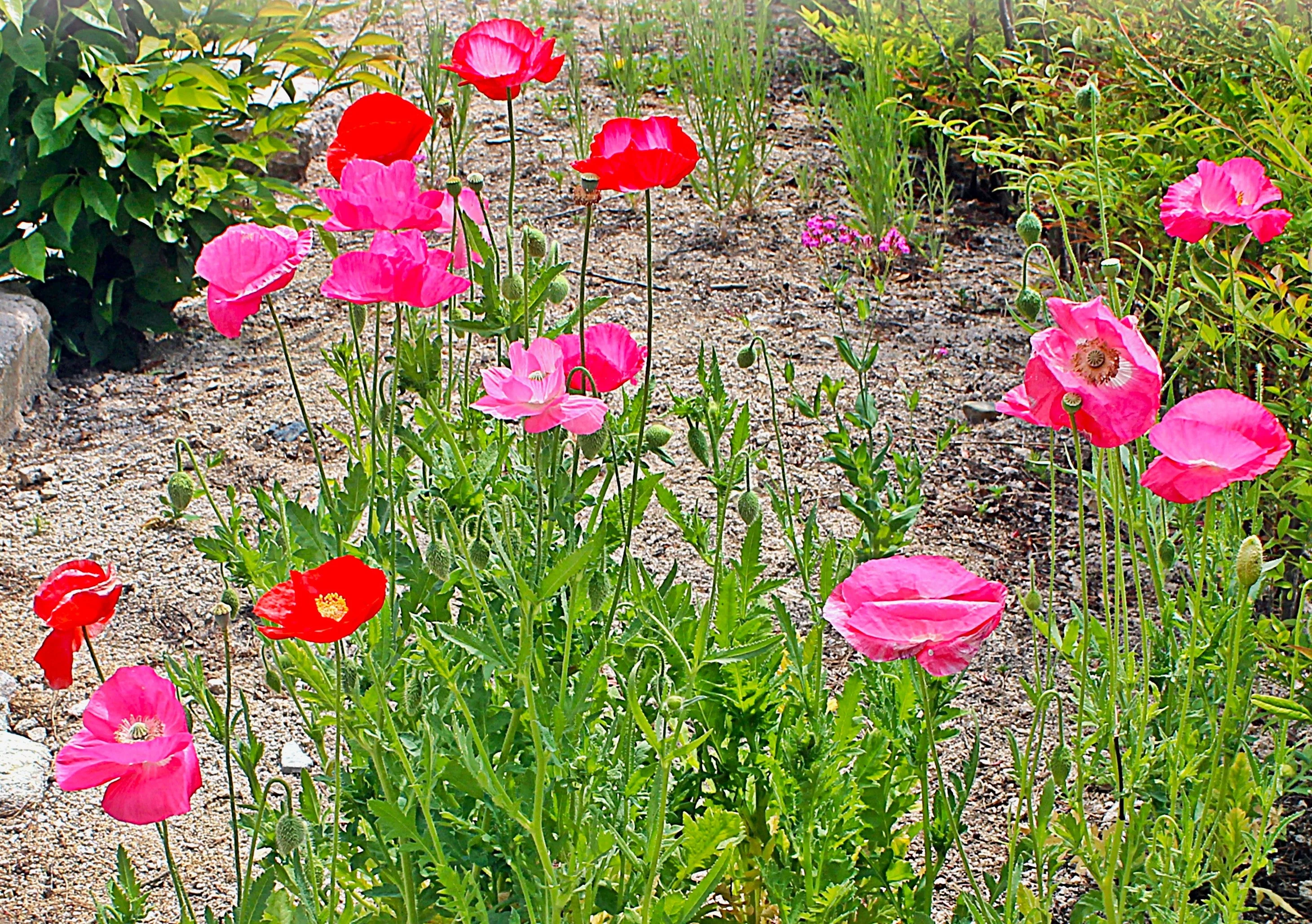 Shirley Poppy Mix - Image 6