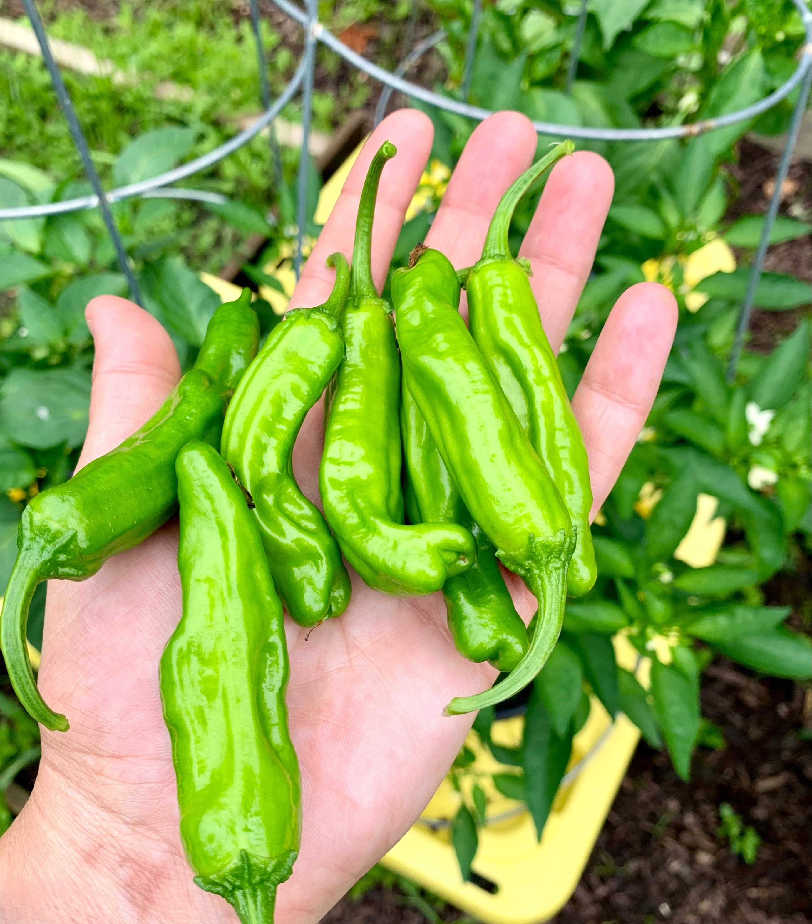Shishito Pepper - Image 7
