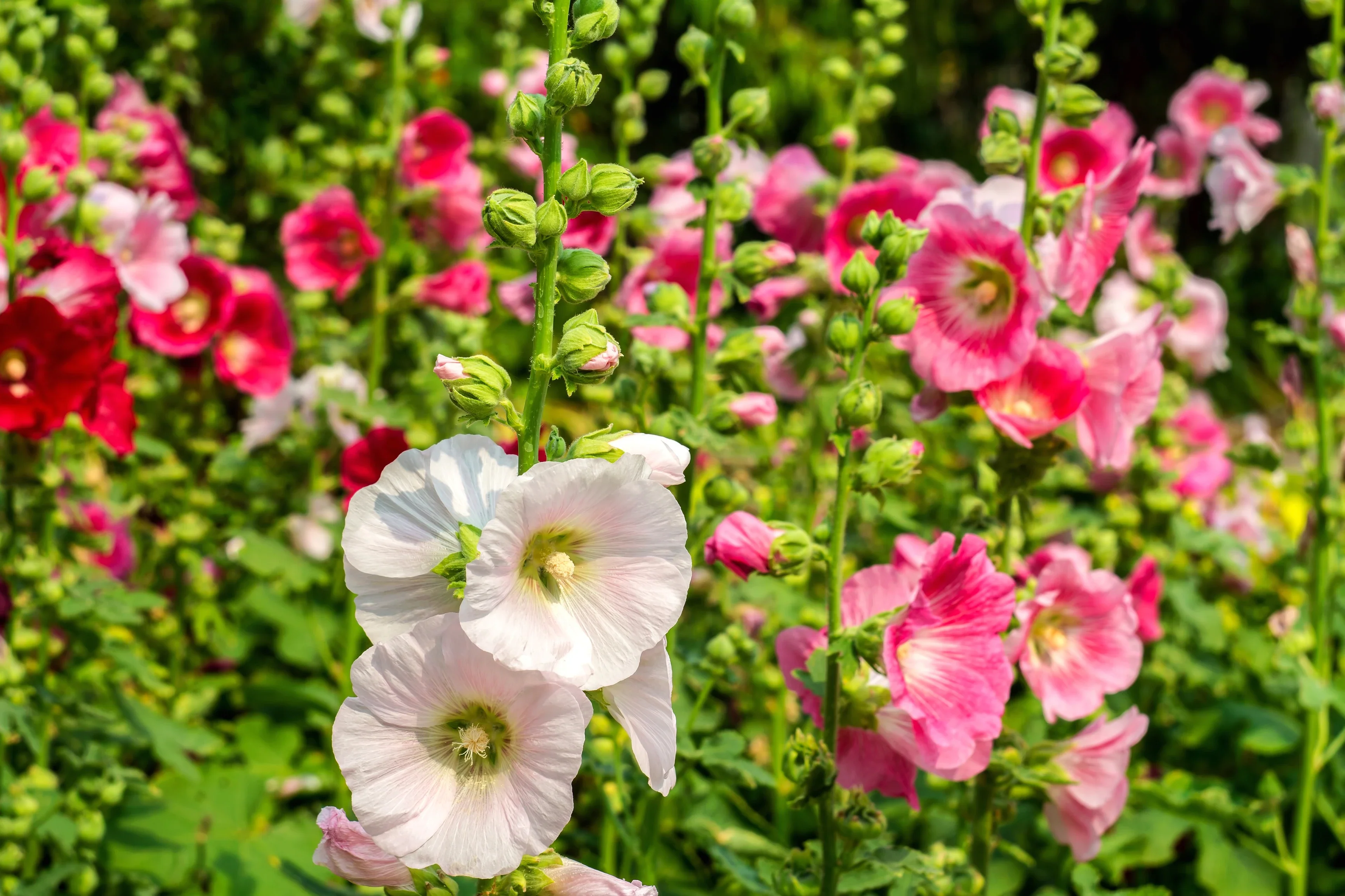 Single-Flowered Mix Hollyhock - Image 5