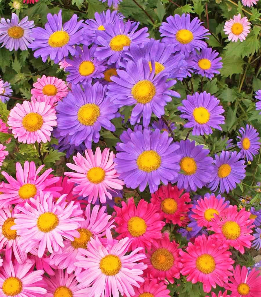 Single Mix China Aster - Image 3