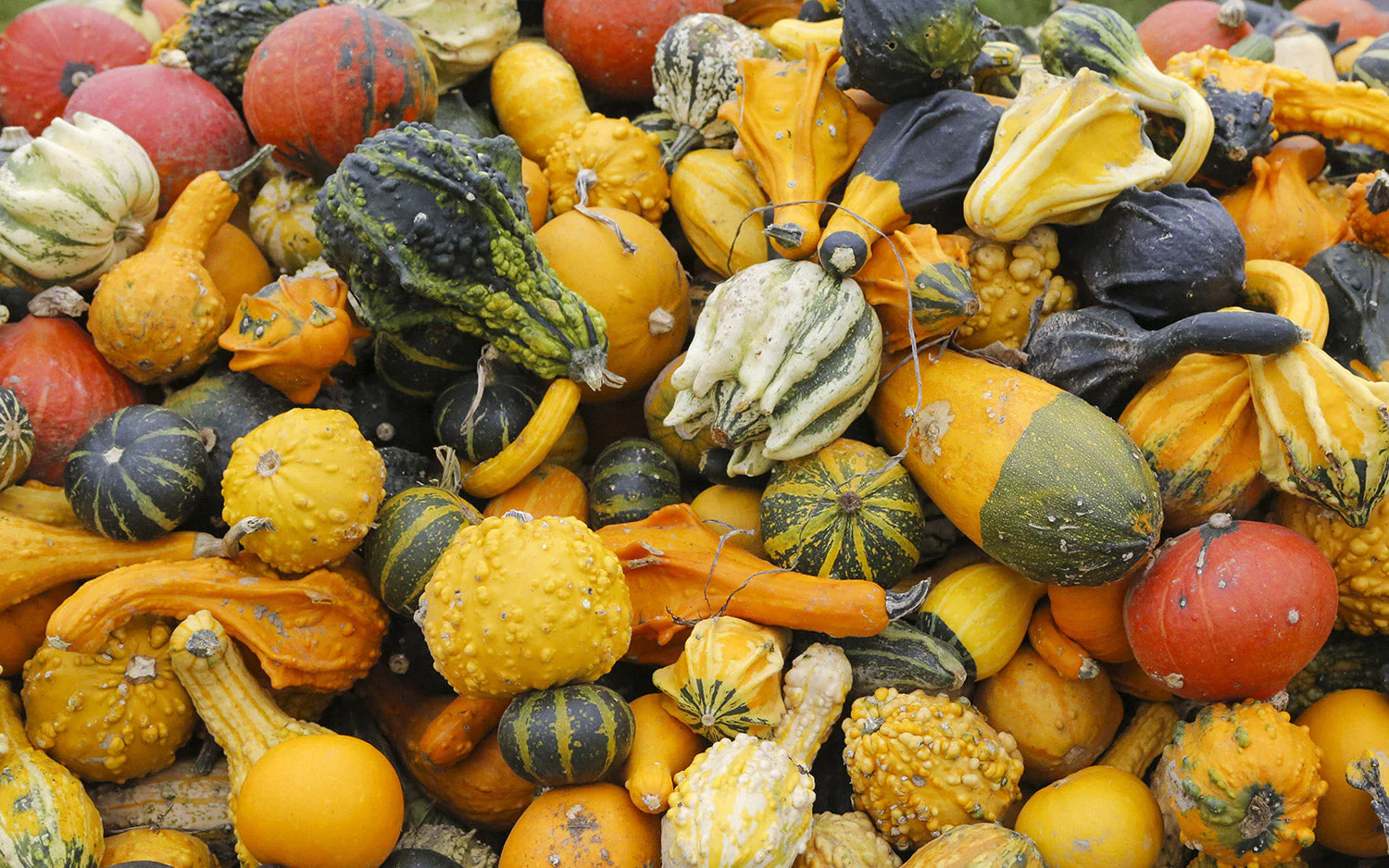Small Mix Ornamental Gourd - Image 3