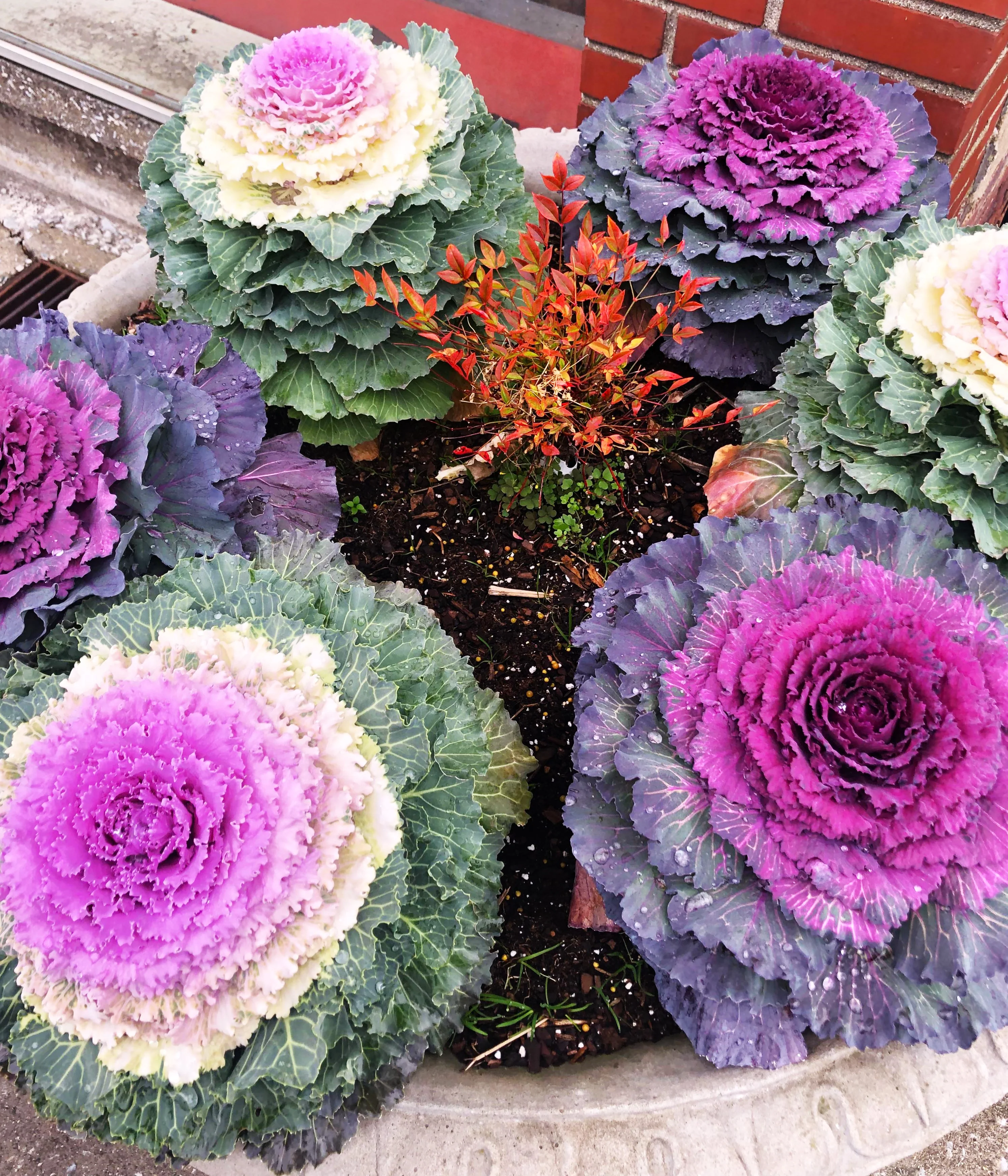 Smooth Mix Ornamental Cabbage (Kale) - Image 3