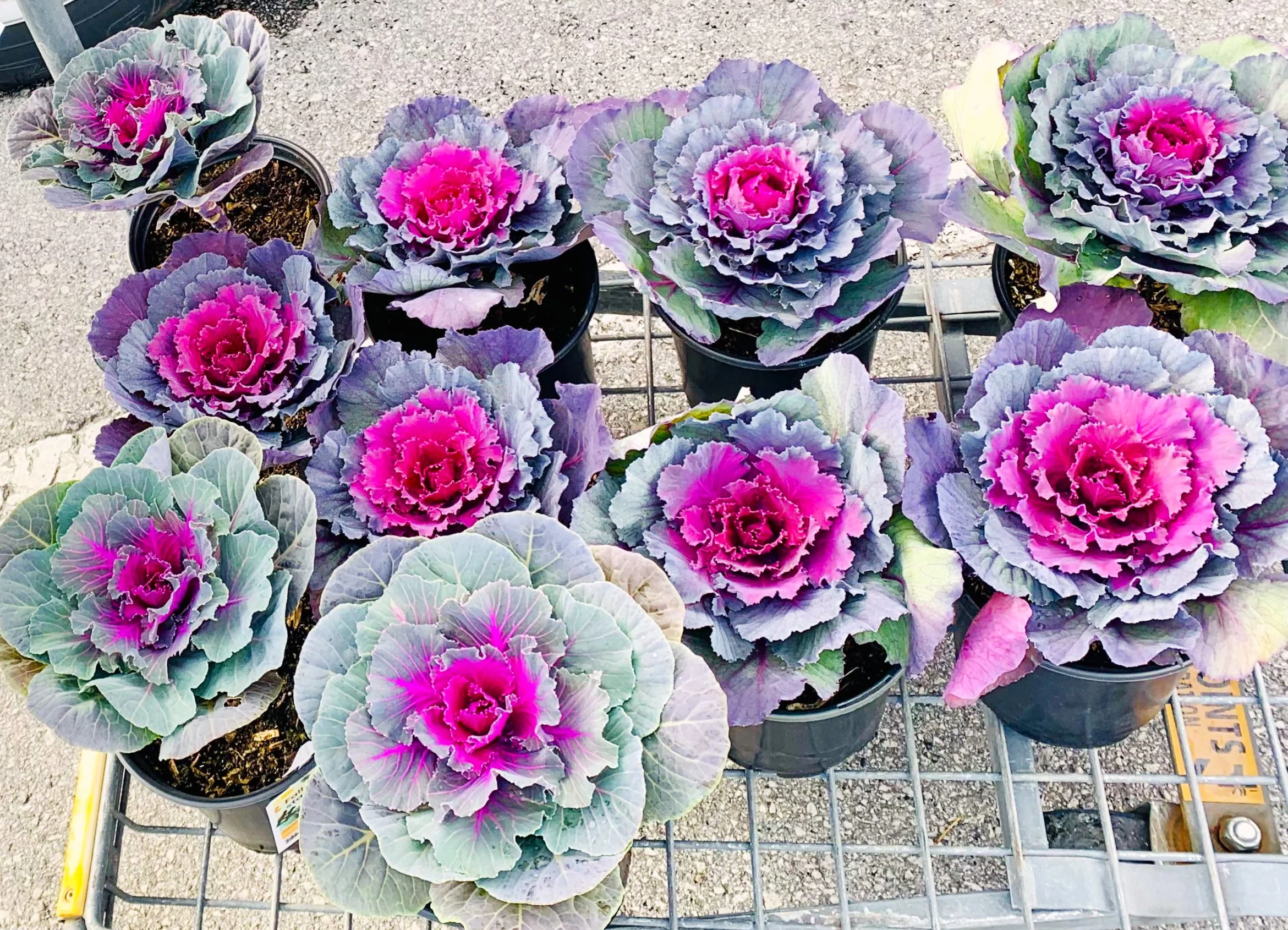 Smooth Mix Ornamental Cabbage (Kale) - Image 4