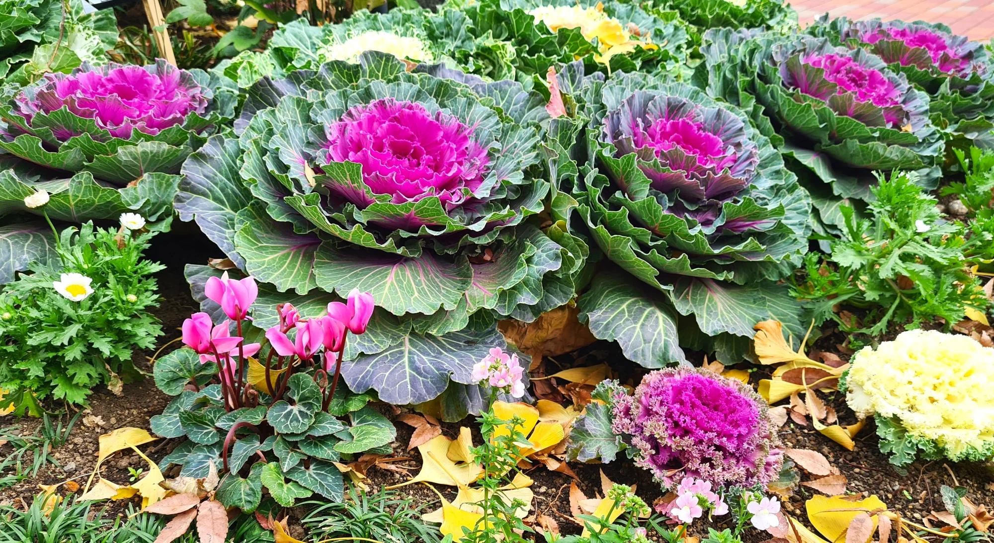 Smooth Mix Ornamental Cabbage (Kale) - Image 5