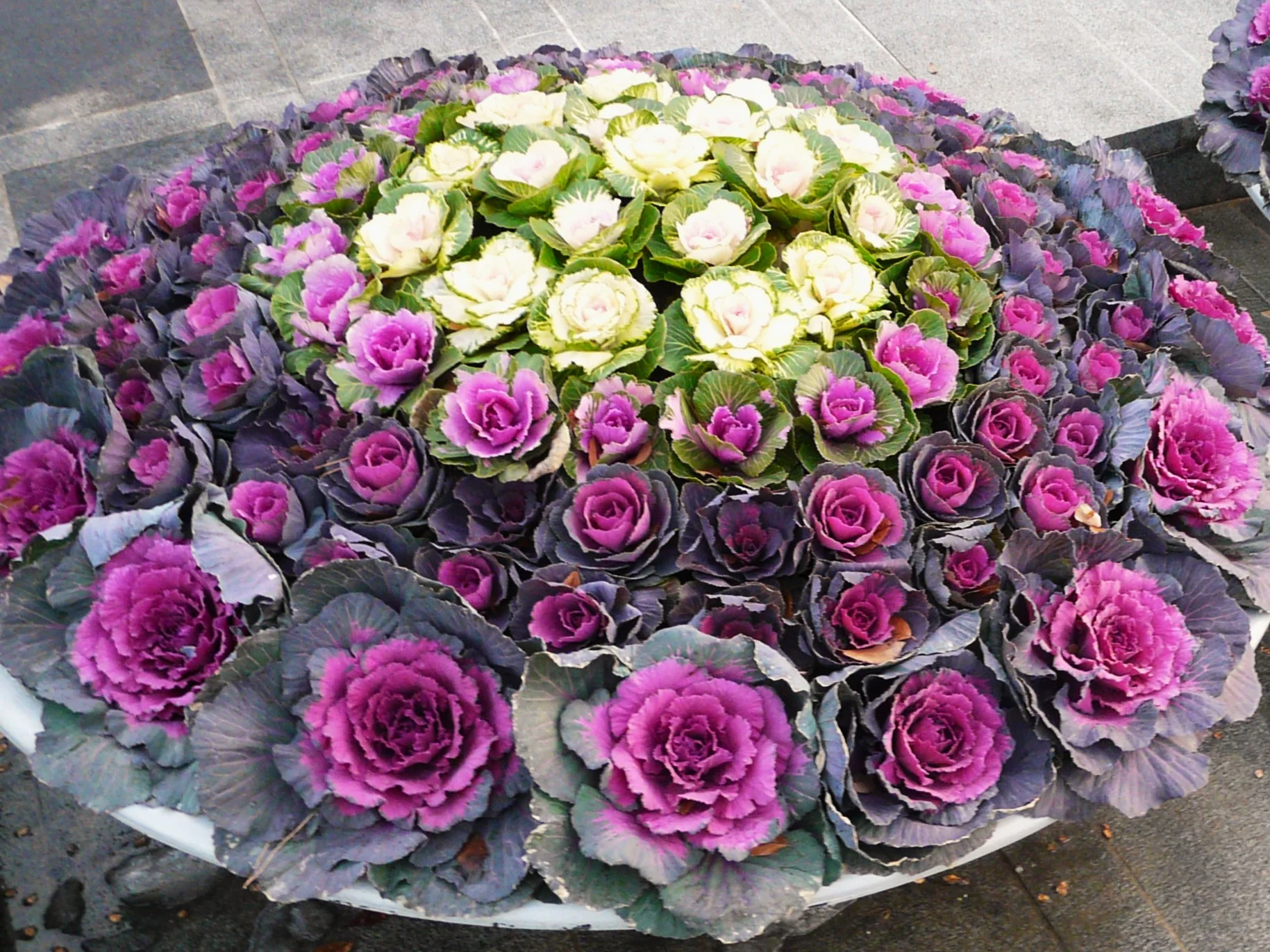 Smooth Mix Ornamental Cabbage (Kale) - Image 6