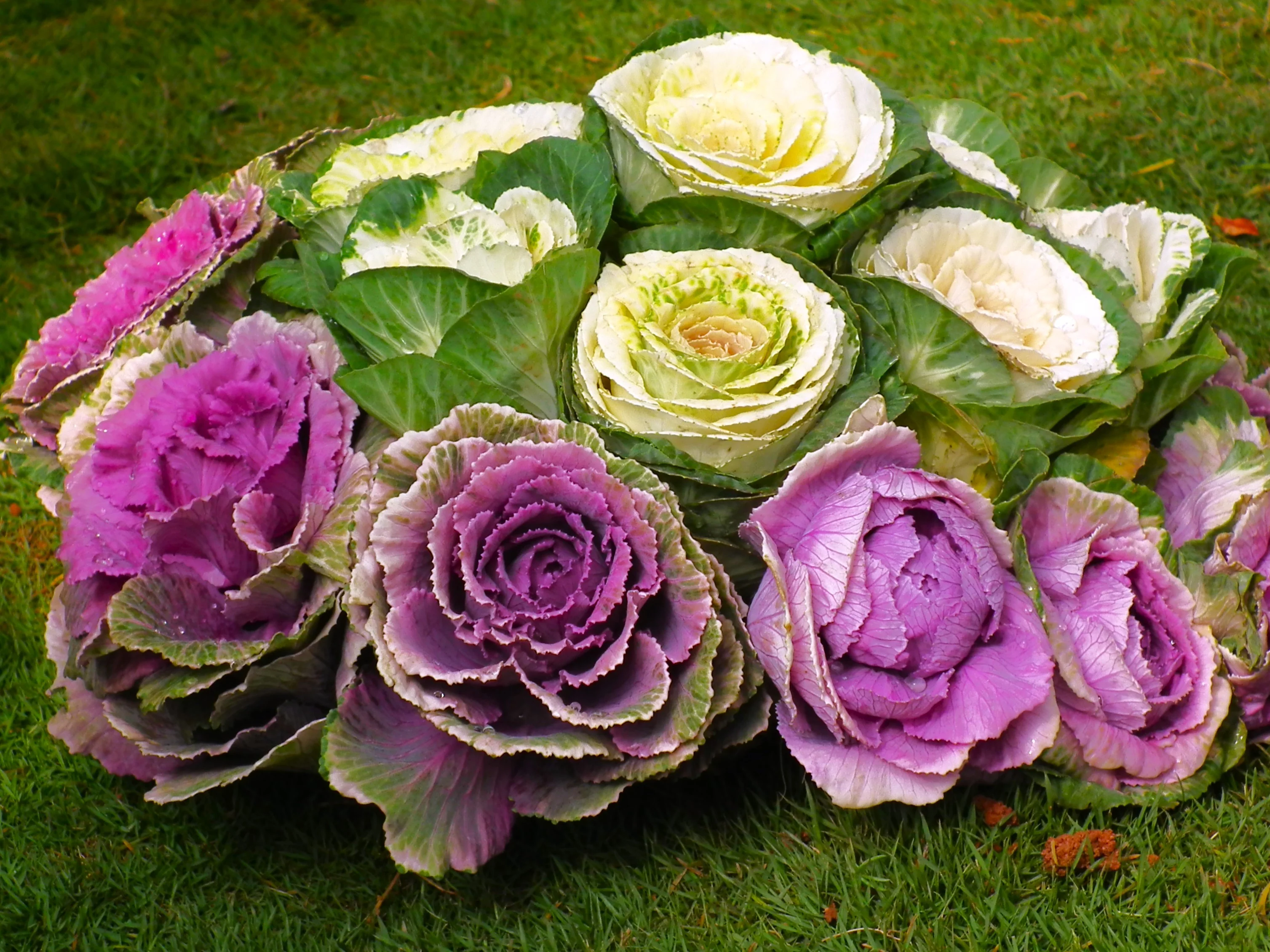Smooth Mix Ornamental Cabbage (Kale) - Image 7